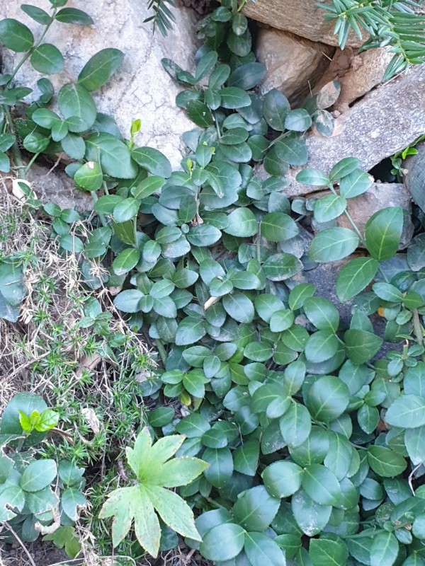 줄 사철 나무 삽목 ( 양평 산속 조형물 전시장의 울타리 조성용 ) - 줄 사철 나무 삽목 ( 양평 산속 조형물 전시장의 울타리 조성용 )